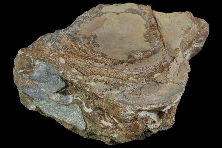 Mosasaur (Platecarpus) Vertebra - Kansas #113053